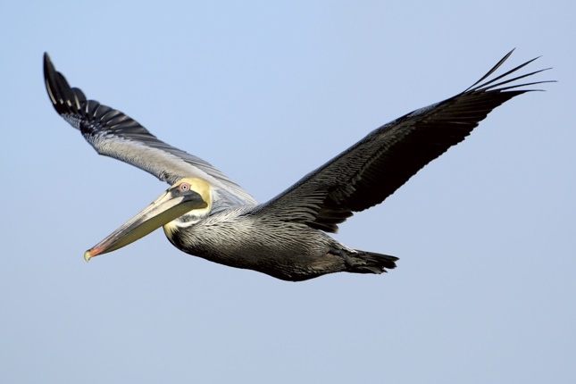 Brown-pelican
