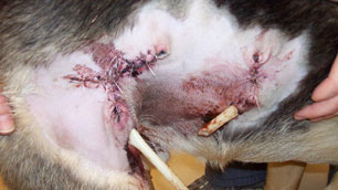 wounded-dogs2