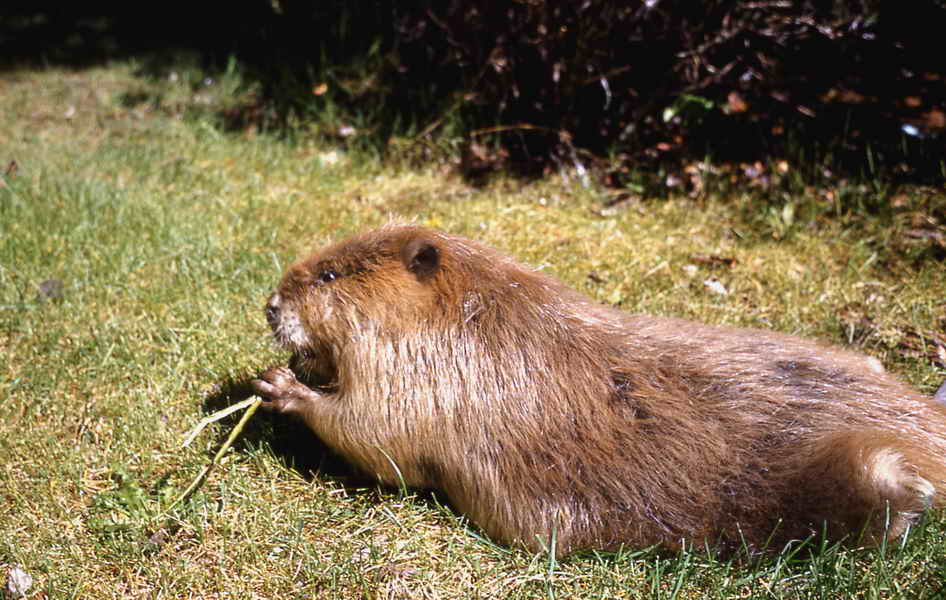 Hairy Beavers