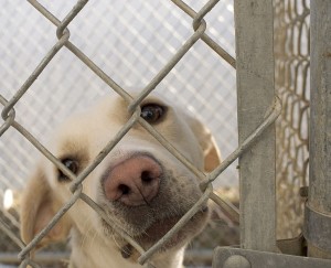 738px-Dog_in_animal_shelter_in_Washington,_Iowa
