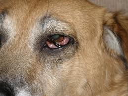 dog eye