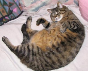 fat-cat