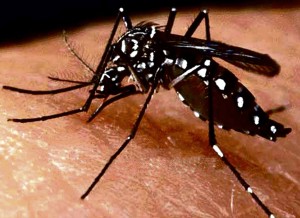 Aedes-aegypt1