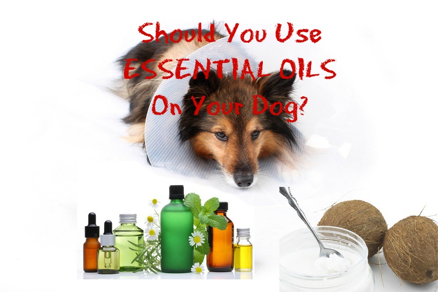 3 Essential Oils For Dogs - Veterinary Secrets with Dr. Andrew Jones, DVM