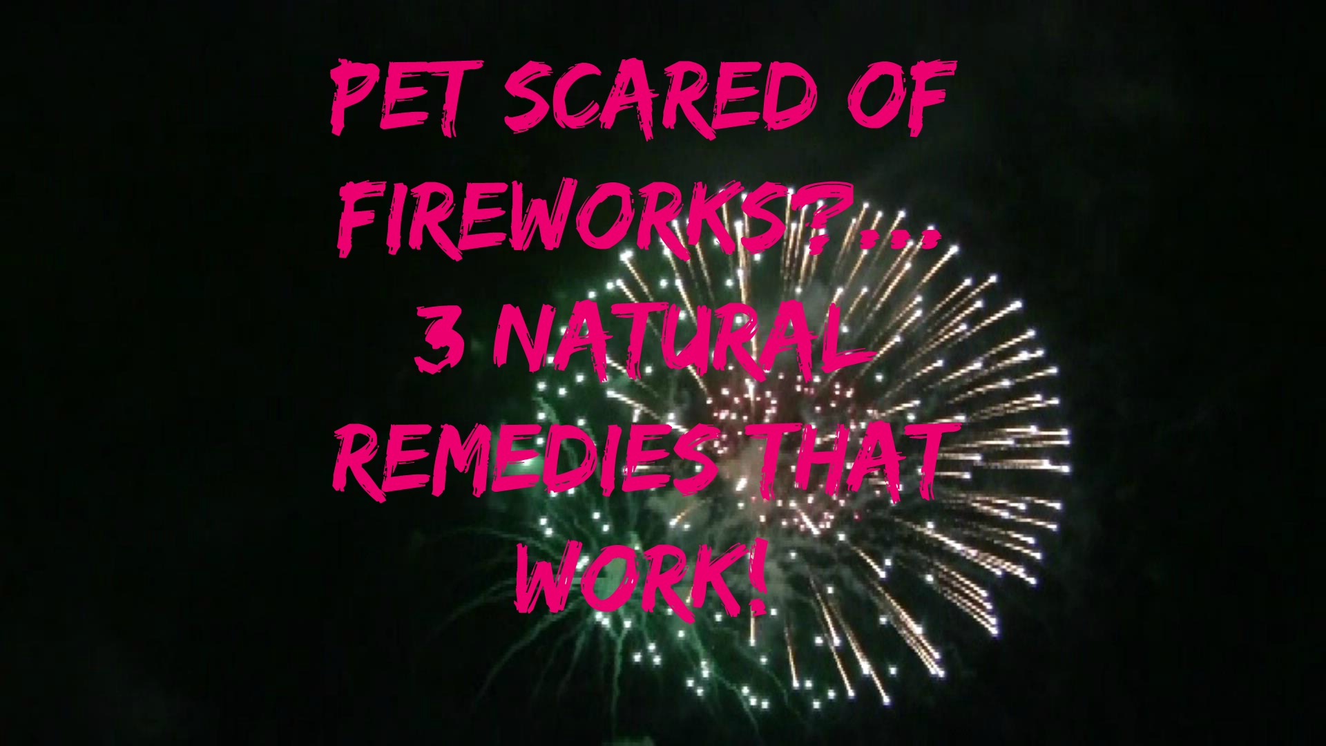 Dog Scared of Fireworks? 3 Natural Solutions Veterinary Secrets with