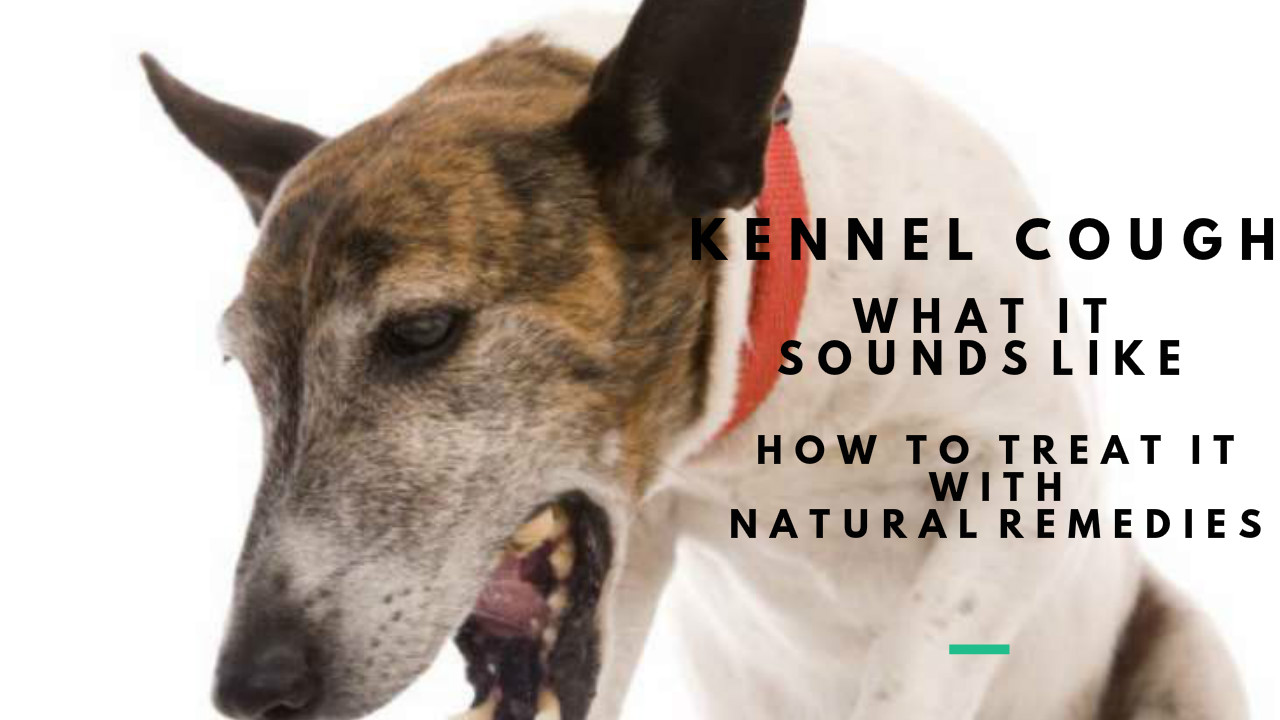 Kennel Cough in Dogs What It Sounds Like and Effective Natural