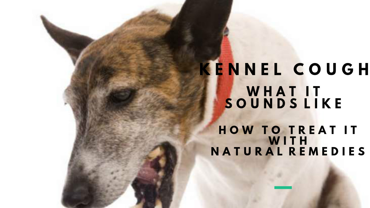 What Does Kennel Cough Sound Like Dogs At George Partington Blog