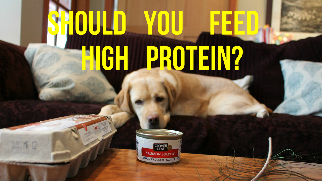 Should You Feed Your Dog High Protein Dog Food? Veterinary Secrets with Dr. Andrew Jones, DVM