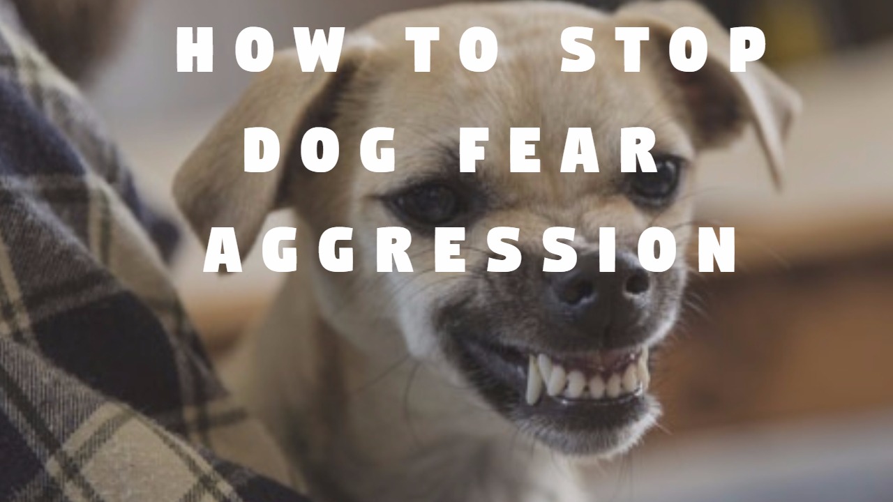 How To Stop Dog Fear Aggression Veterinary Secrets with Dr. Andrew