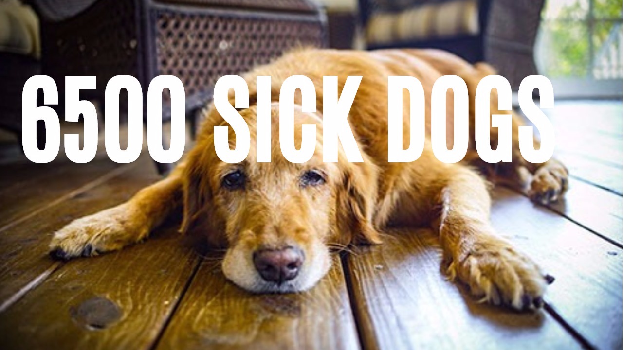 Image showcasing Are Dog Treats Making Your Pet Sick? The Hidden Dangers of Toxic Treats ...