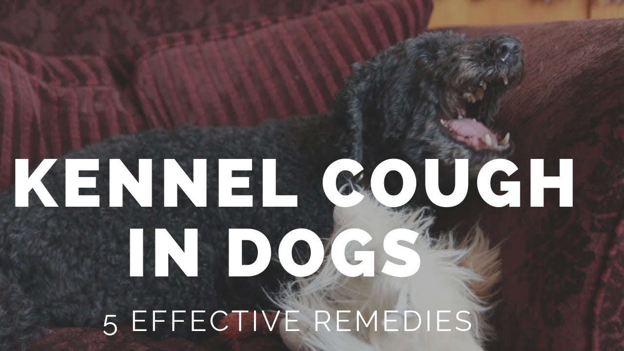 5 New Remedies for Kennel Cough in Dogs Veterinary Secrets with Dr