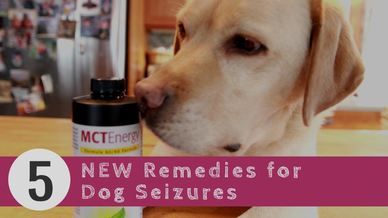 Photo inspiration: Visual Reference: Dog Seizures 5 New Remedies