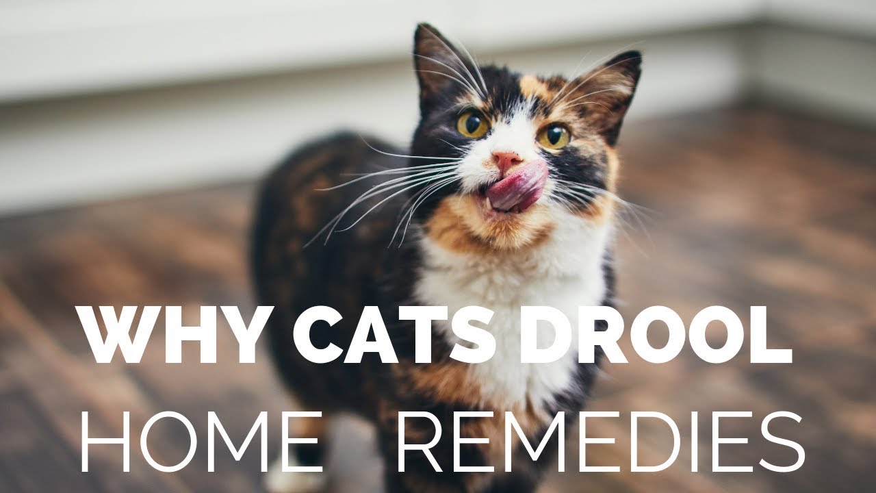 Why Your Cat Is Drooling, and What You Can Do About It Veterinary