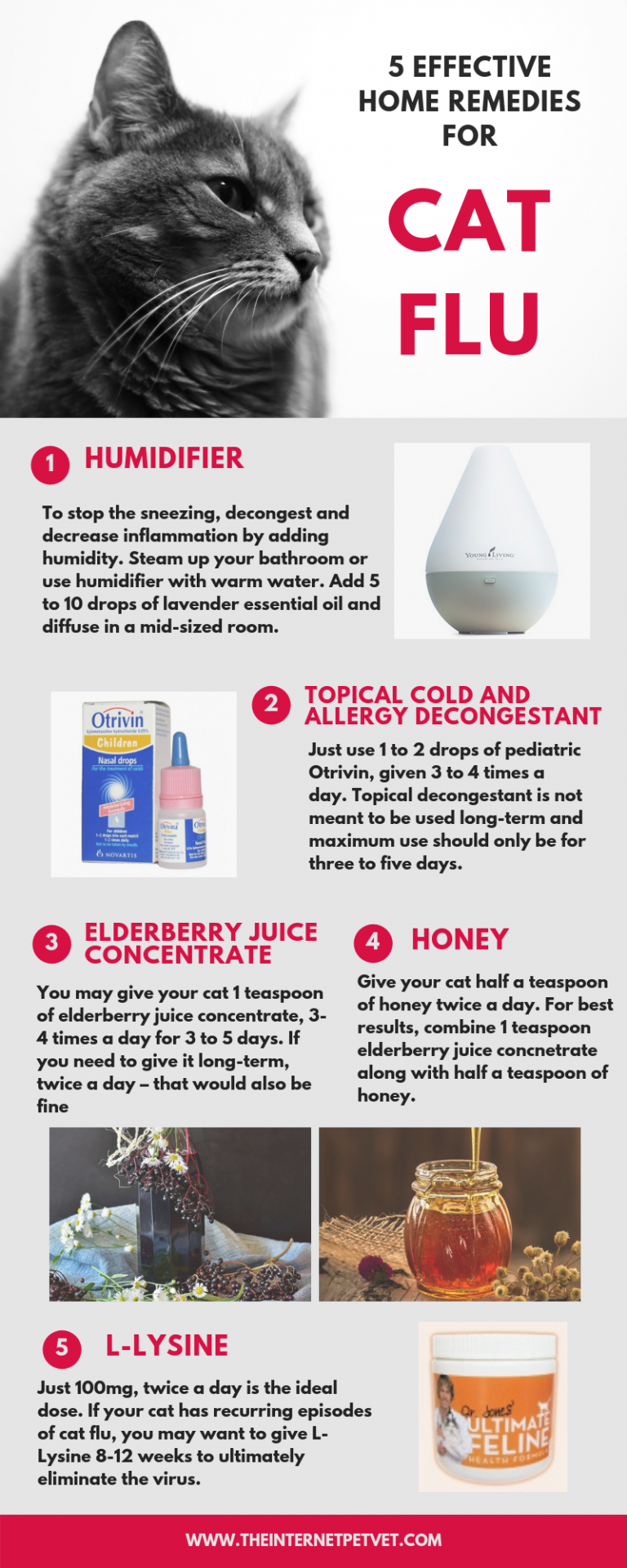 Effective Home Remedies for Sneezing Cats Veterinary Secrets with Dr