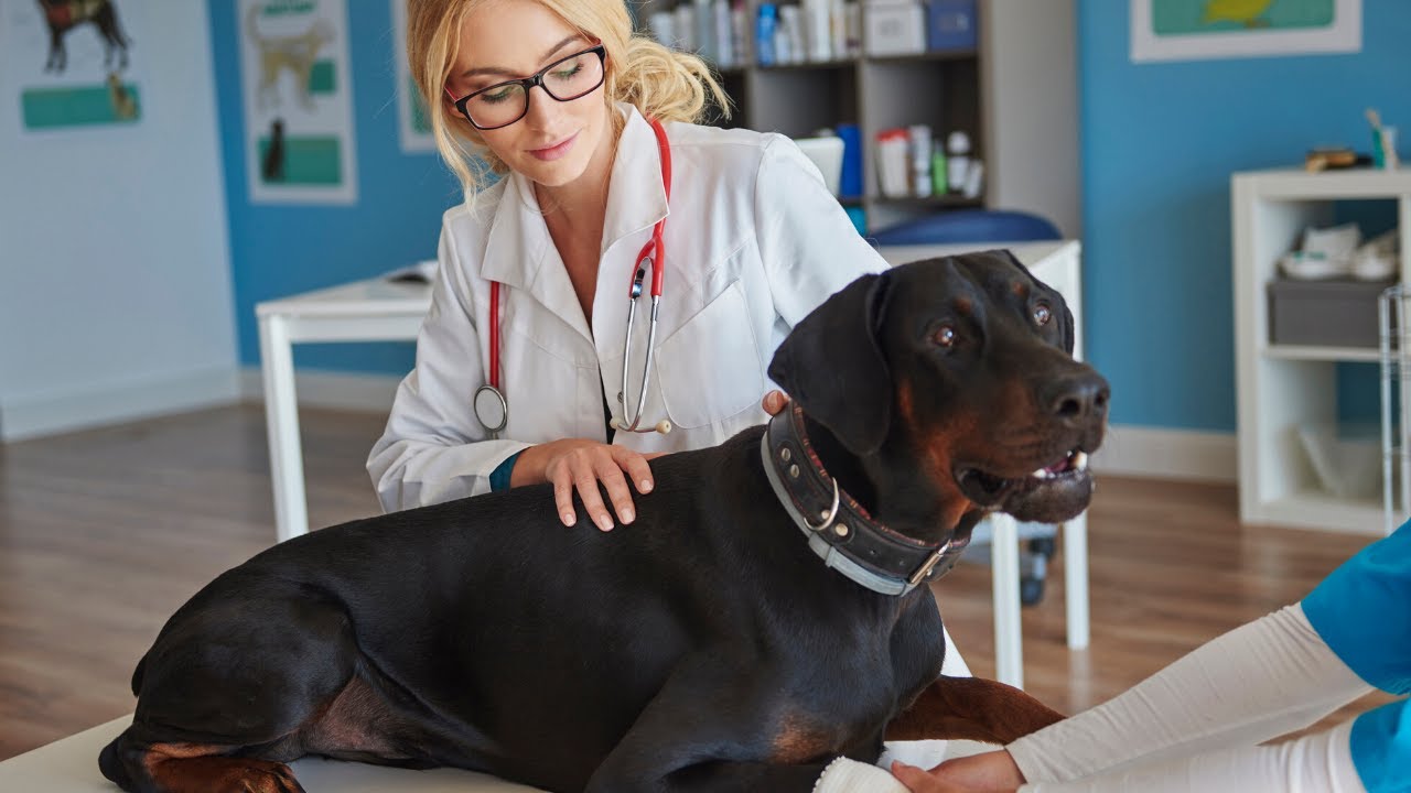 Dog Limping On Front Leg Veterinary Secrets With Dr Andrew Jones DVM