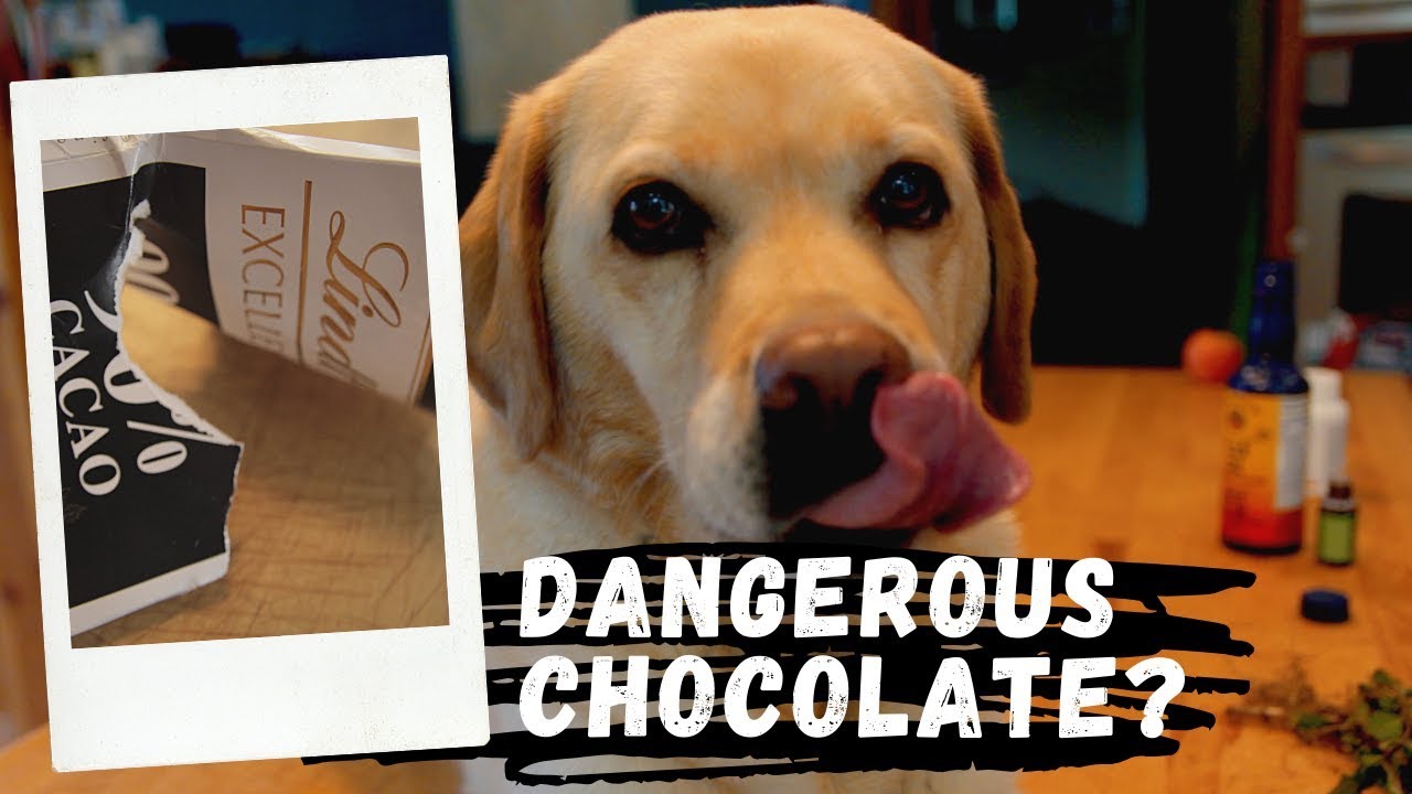 How Much Chocolate Is Toxic To Your Dog? Veterinary Secrets with Dr