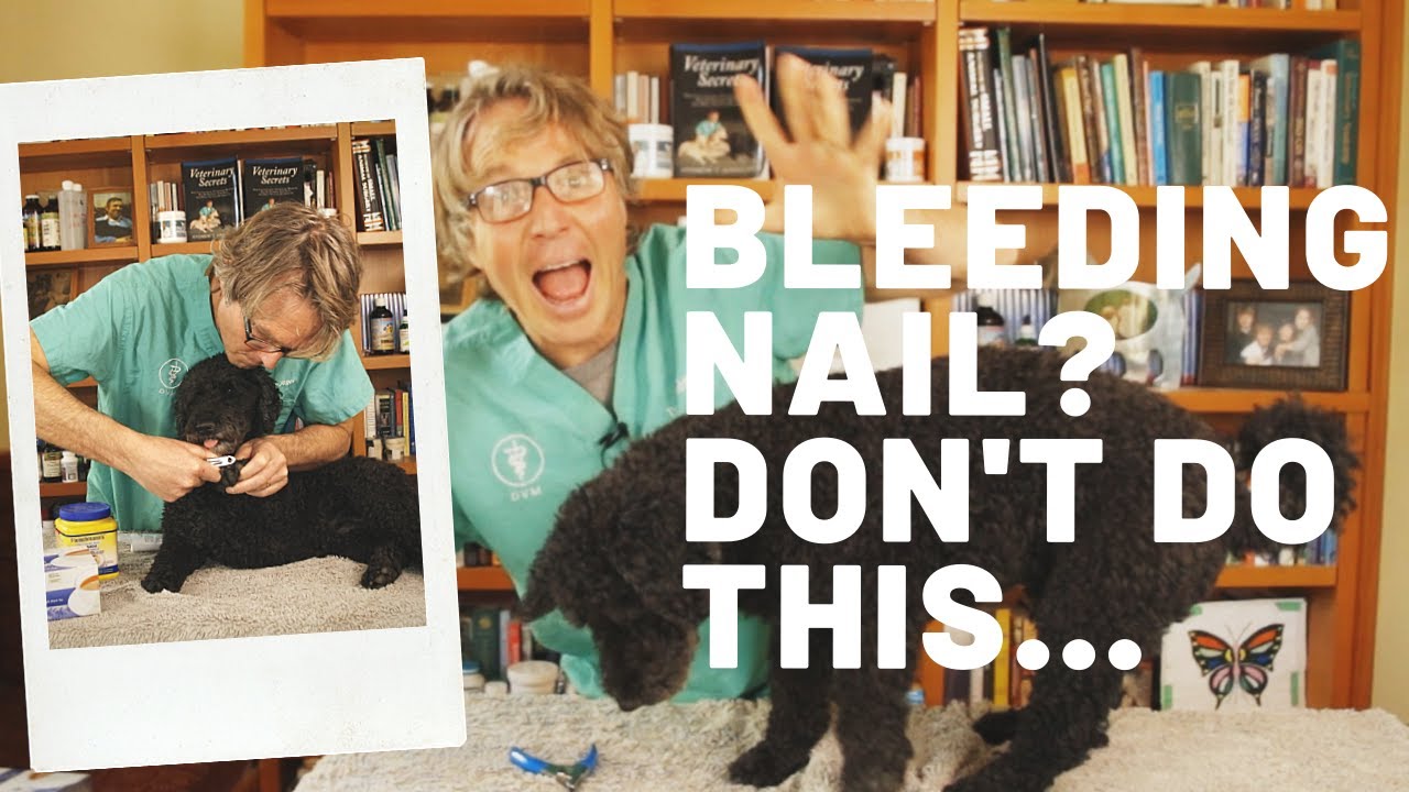 How To Quickly Stop a Bleeding Nail Veterinary Secrets with Dr