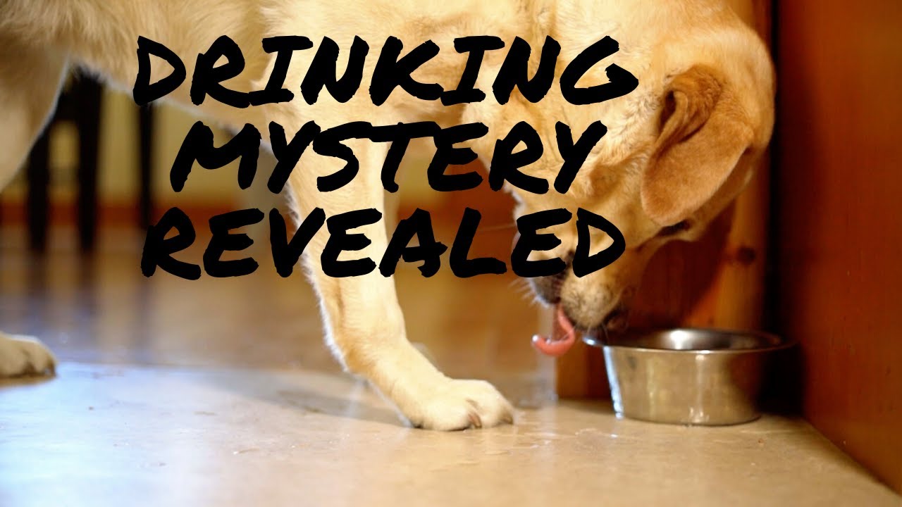 How Dogs Drink Water Veterinary Secrets with Dr. Andrew Jones, DVM