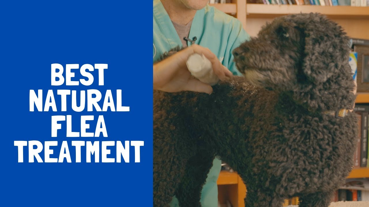 Natural Flea Control? - Veterinary Secrets with Dr. Andrew Jones, DVM