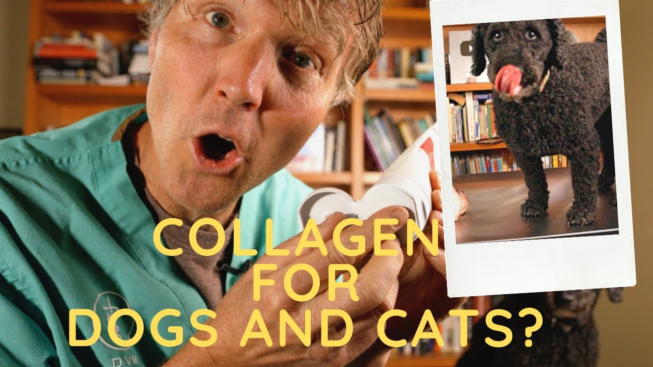 collagen-for-arthritis-in-dogs-and-cats-veterinary-secrets-with-dr