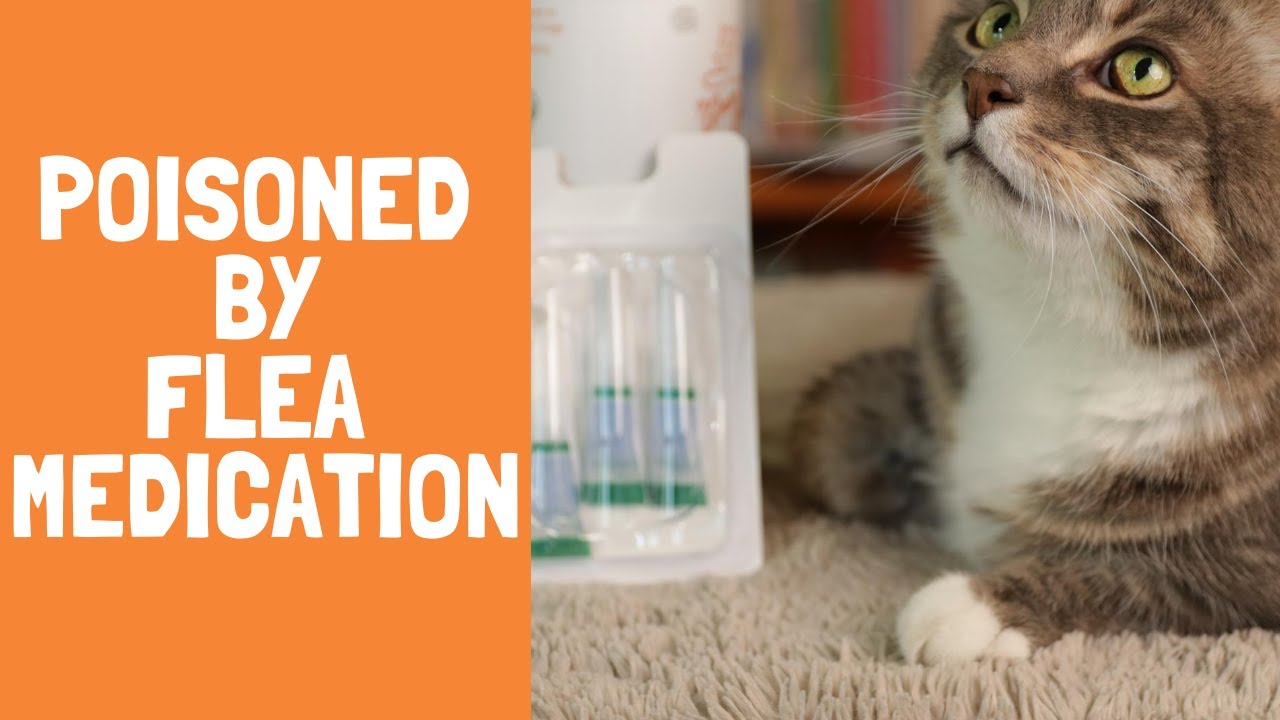 Flea Medication Poisoning Veterinary Secrets with Dr. Andrew Jones, DVM