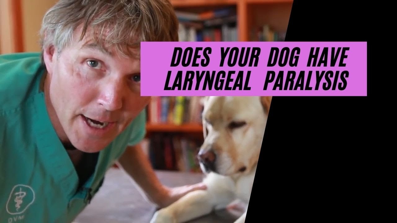 Laryngeal Paralysis Sounds And Natural Remedies Veterinary Secrets 