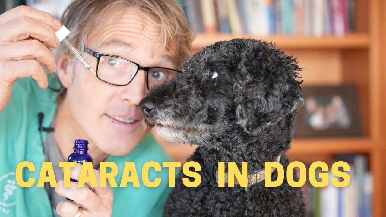 Cataracts In Dogs 3 New Natural Remedies Veterinary Secrets with Dr. Andrew Jones, DVM