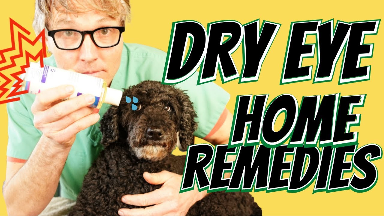 Dry Eye In Dogs 3 Natural Remedies Veterinary Secrets With Dr 