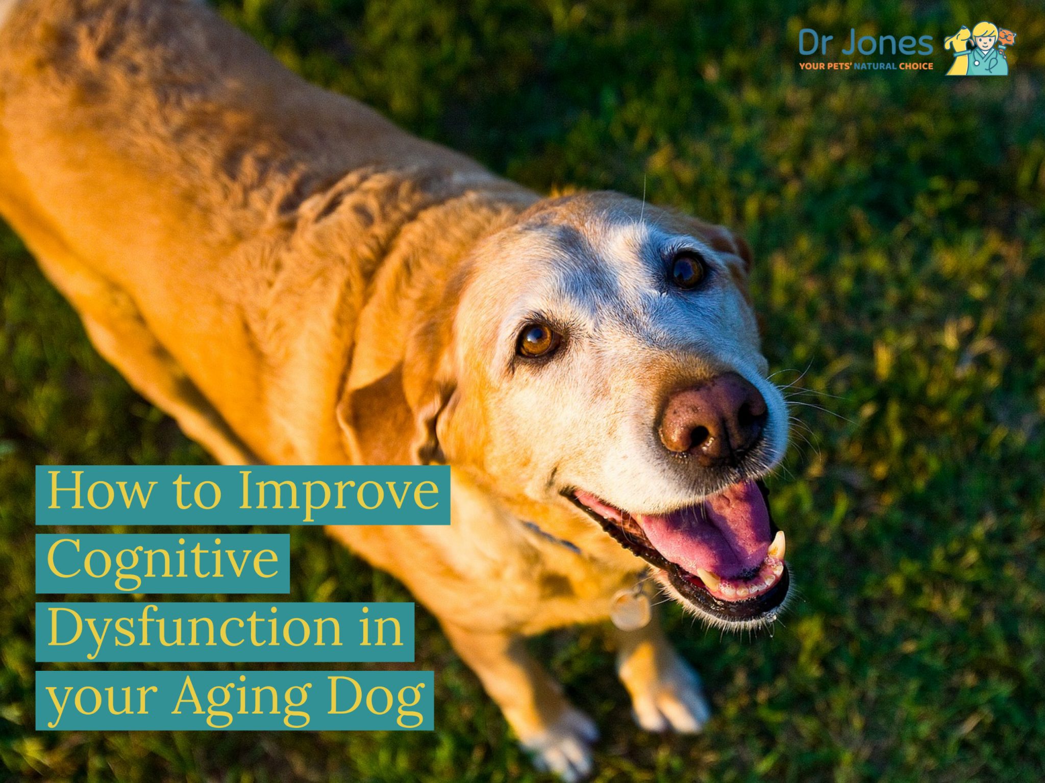 How to Improve Cognitive Dysfunction in your Aging Dog Veterinary