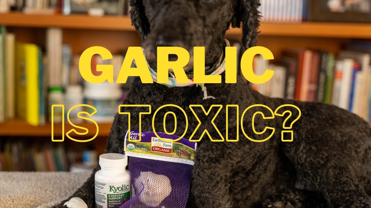 Garlic Is Bad For Dogs Veterinary Secrets with Dr. Andrew Jones, DVM