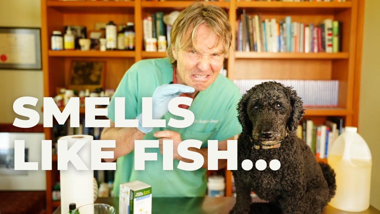Why Your Dog Smells Like Fish Natural Remedy Veterinary Secrets with