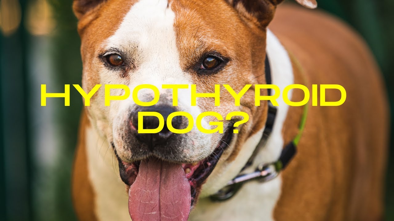 Natural Remedies for Hypothyroidism in Dogs Veterinary Secrets with
