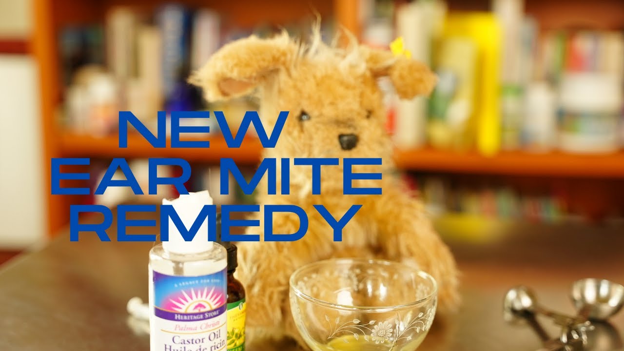 Scratching Ear with Ear Mites? Great New Remedy! Veterinary Secrets