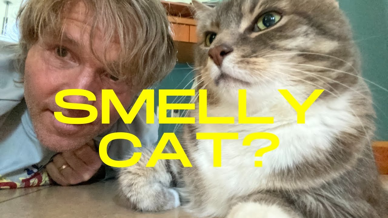 Smelly Cat? Top Stinky Cat Remedies Veterinary Secrets with Dr