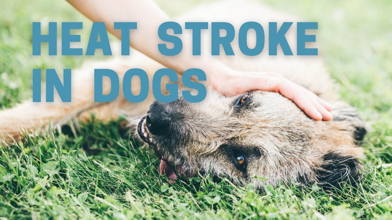 heat-stroke-in-dogs-signs-and-emergency-treatment-veterinary-secrets