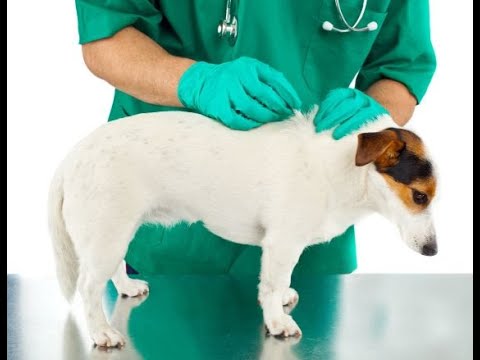 Got Fleas? Try my NEW Flea Spray - Veterinary Secrets with Dr. Andrew