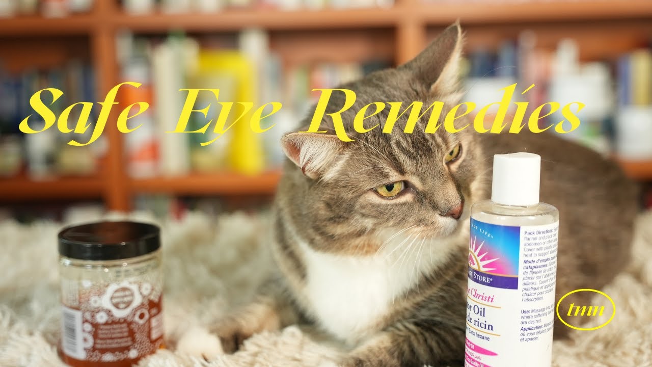 Home Remedies for Cat Eye Problems - PetHelpful