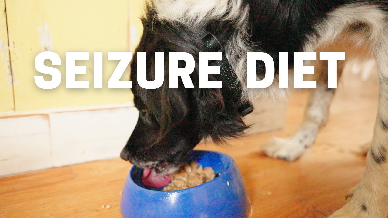 Dog Seizure Diet Veterinary Secrets with Dr. Andrew Jones, DVM