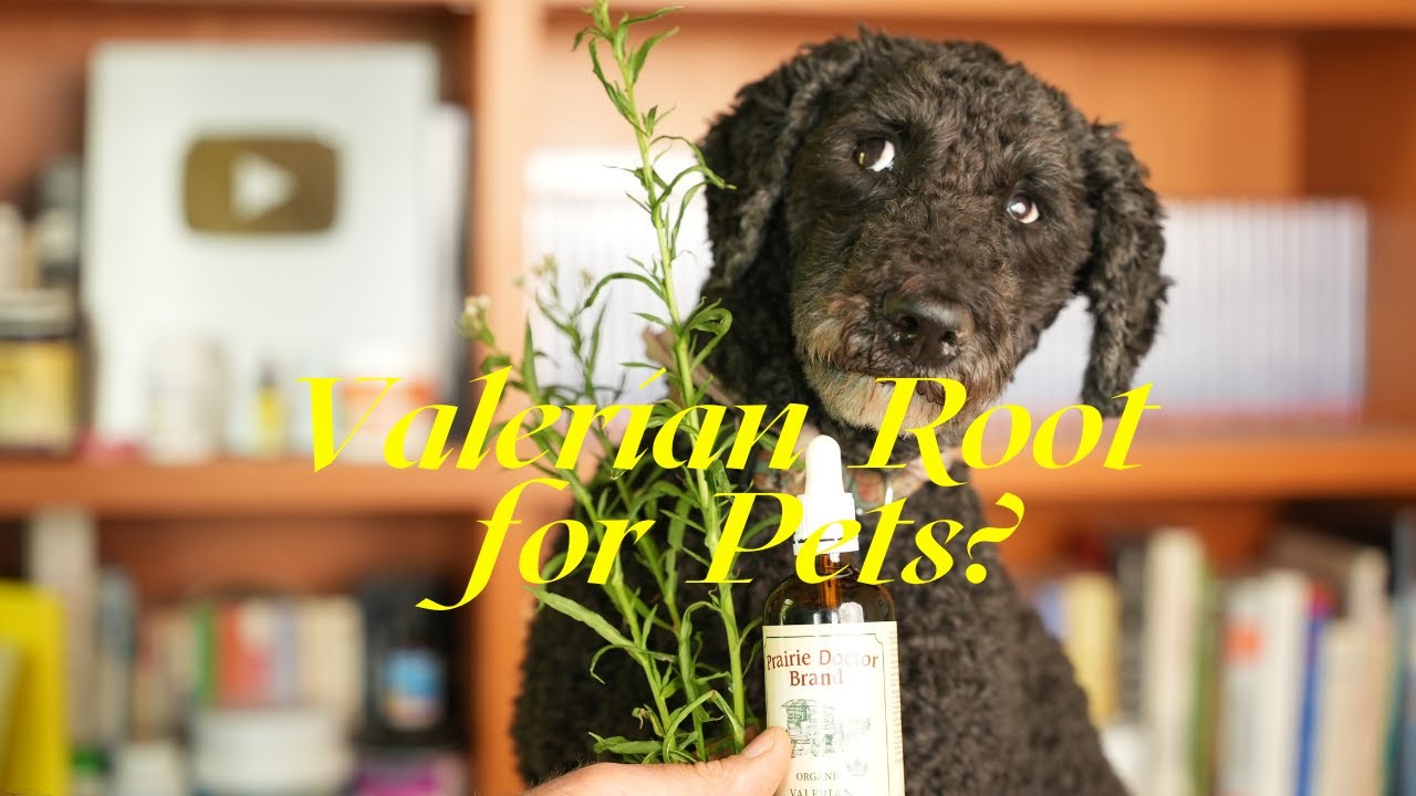 Top 3 Benefits of Valerian Root for Dogs and Cats Veterinary Secrets