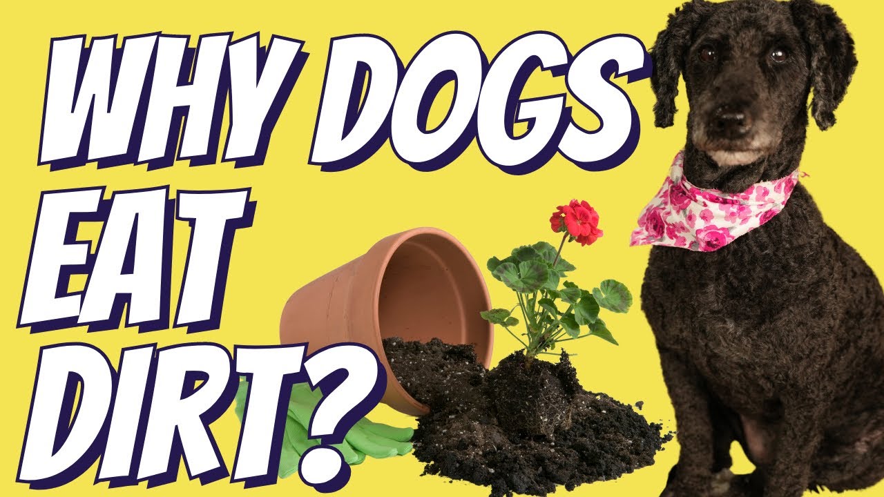 Why Your Dog Eats Dirt Veterinary Secrets with Dr. Andrew Jones, DVM