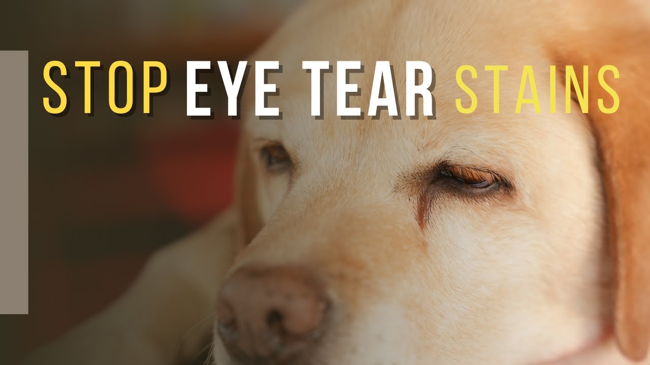 Remove Tear Stains from Dogs Veterinary Secrets with Dr. Andrew Jones