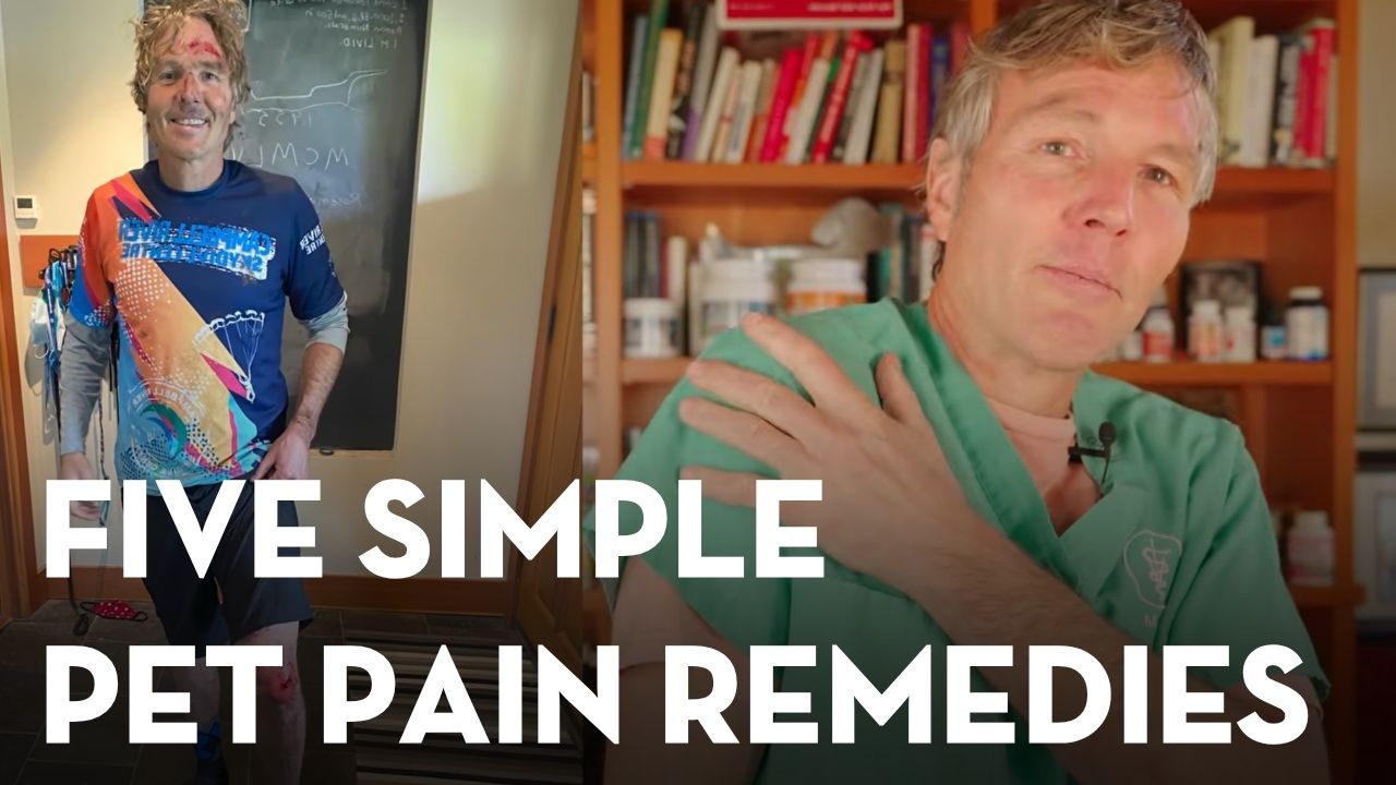 Curated visual reference: Visual Reference: Natural Pain Relief For Dogs And Cats 5 Remedies That