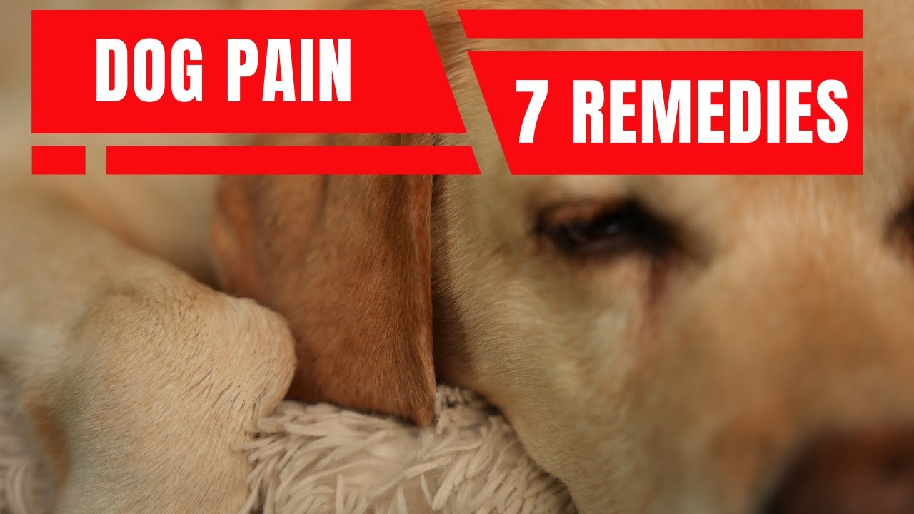 dog-in-pain-7-effective-home-remedies-veterinary-secrets-with-dr