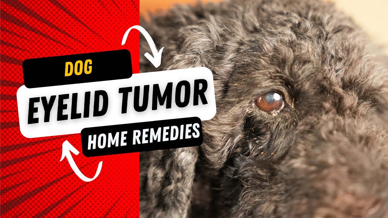 natural-treatment-for-dog-eyelid-tumor-veterinary-secrets-with-dr