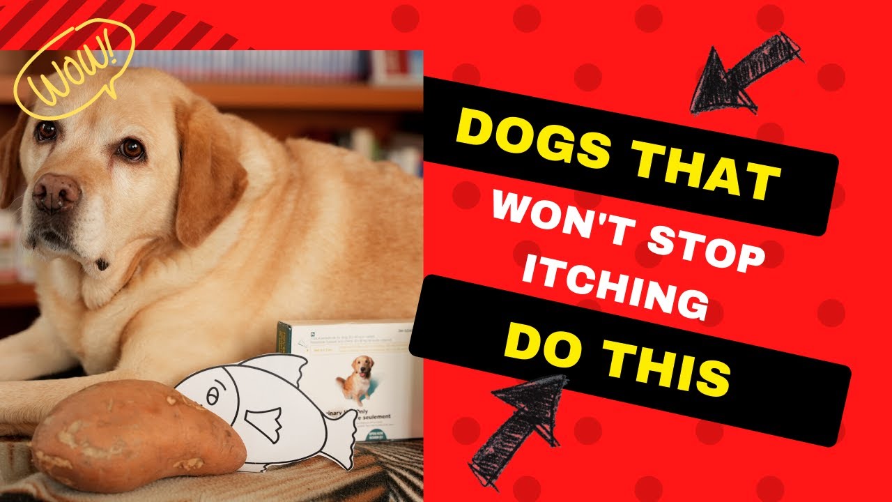 Allergic Dog NOT responding to Antiitch medication dog Veterinary