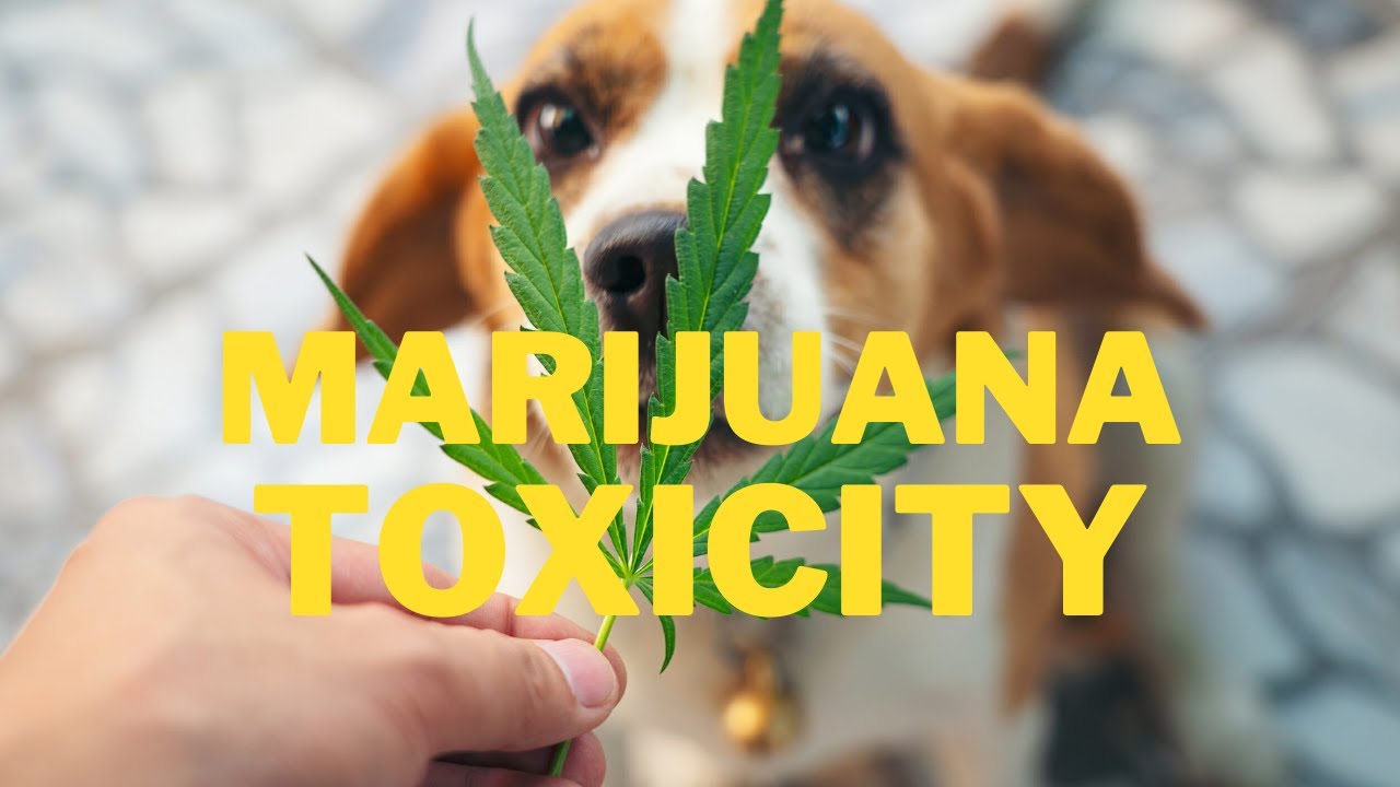 Marijuana Toxicity in Dogs Veterinary Secrets with Dr. Andrew Jones, DVM