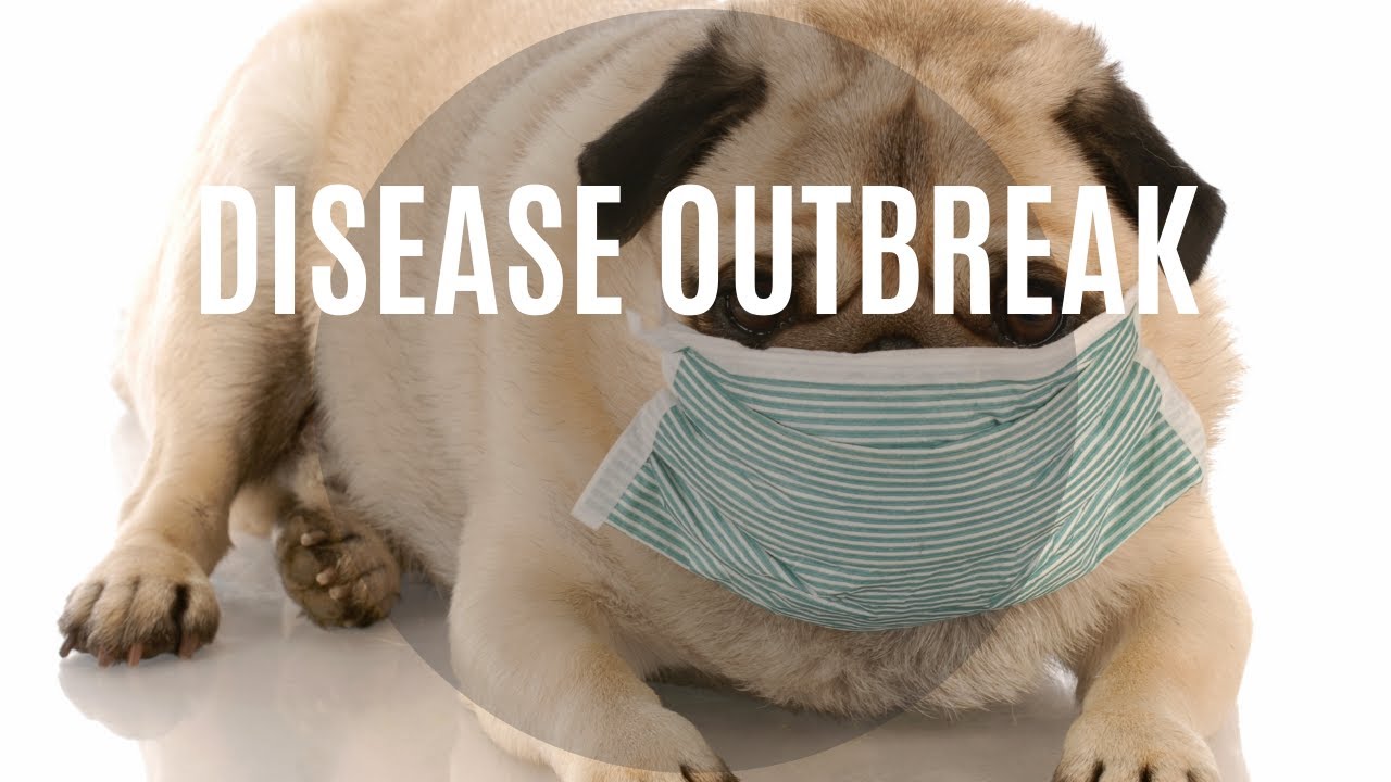 Highly Contagious Disease For Dogs Spreading In South Florida ...