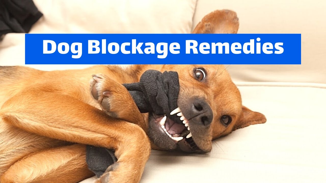 Dog Eats a Sock Obstruction Signs and 3 Remedies Veterinary Secrets