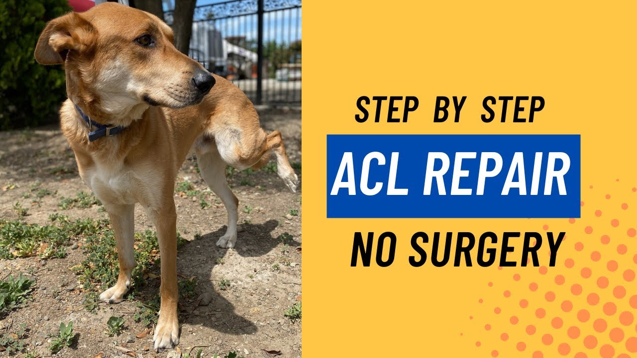 Dog ACL repair without Surgery - Veterinary Secrets with Dr. Andrew ...