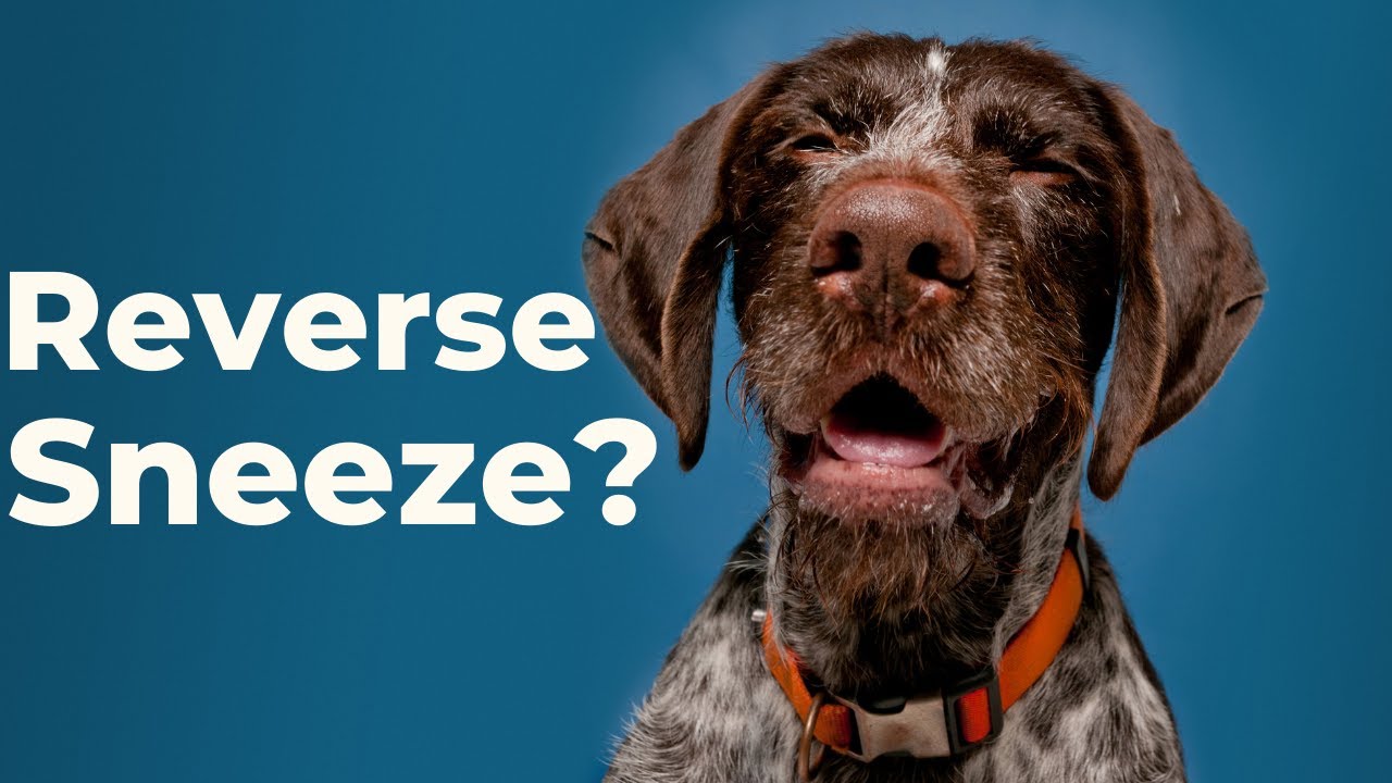 What Reverse Sneeze in Dogs Sounds Like Veterinary Secrets with Dr